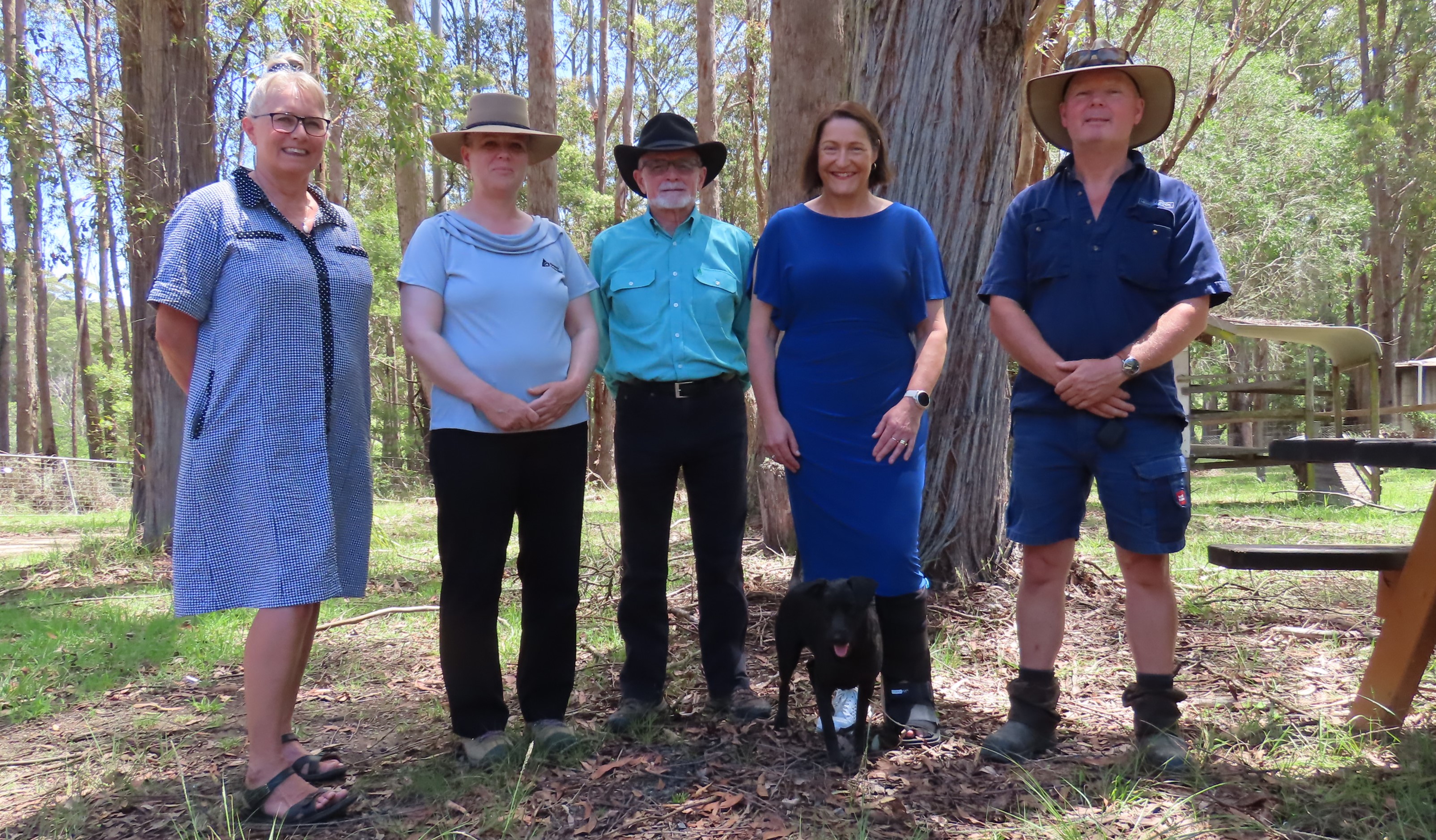 Media release: Big boost for NSW South Coast koalas Main Image