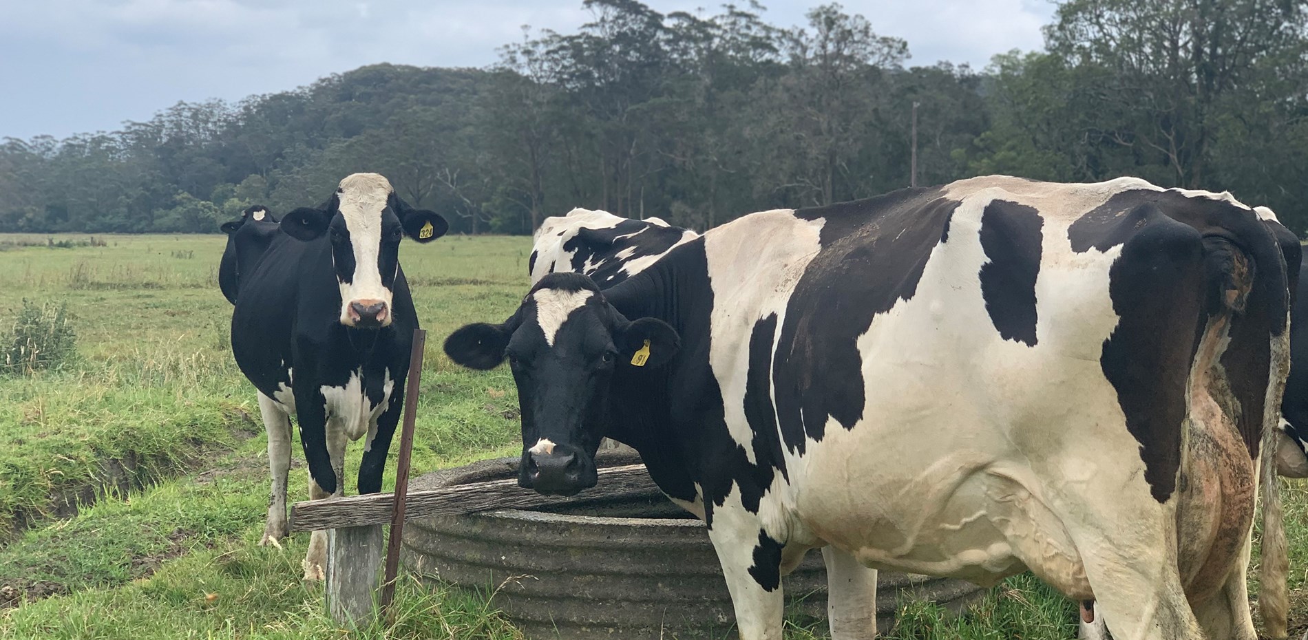 Media release: Recovery support for local dairy farmers Main Image