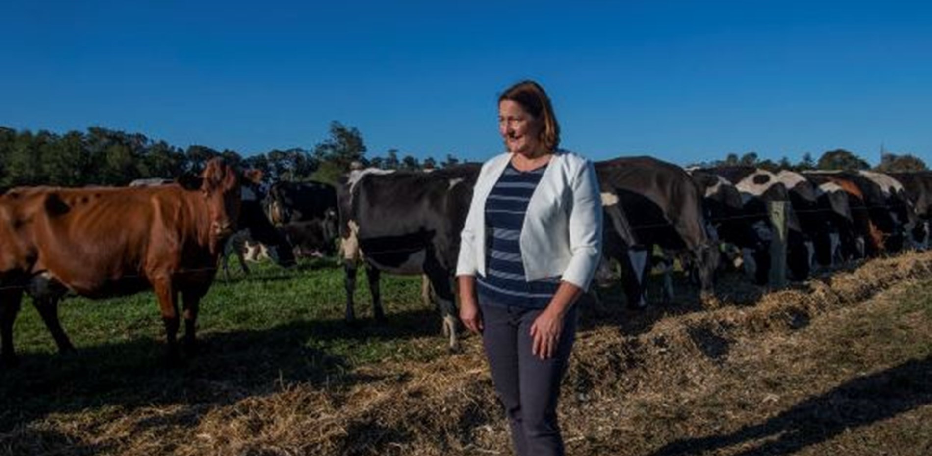 Speech: The government's failure to support Australian dairy farmers Main Image
